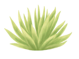 Cactus isolated on white background