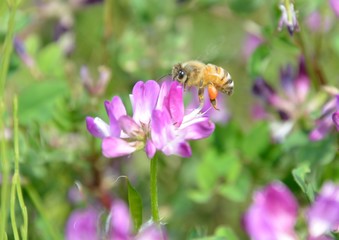 レンゲソウに蜜蜂