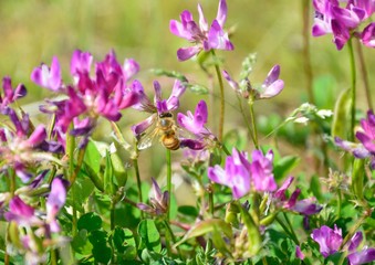 レンゲソウに蜜蜂
