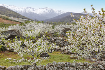 Fototapeta premium Cherry blossom in Jerte Valley, Caceres. Spring in Spain