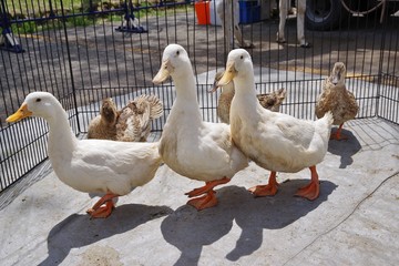 動物園のアヒルとガチョウ