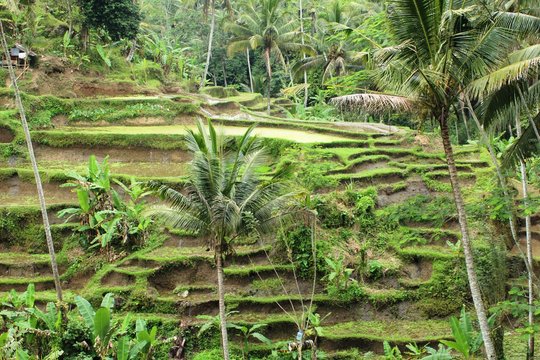 Indonesia