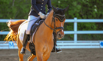 Light brown horse with rider in the excerpt during a dressage test in the gait trot..
