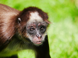 Naklejka premium Atèle