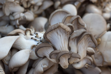 Mushrooms close up. Top view