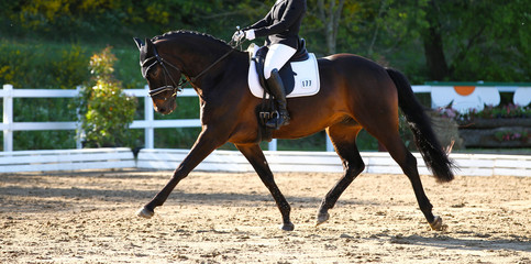 Brown horse in portraits during a dressage competition, photographed in the suspended phase with the leg extended..