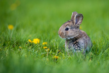 Cute rabbit with flower dandelion sitting in grass. Animal nature habitat, life in meadow. European rabbit or common rabbit.