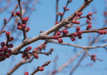 A spring came. Blooming trees.
