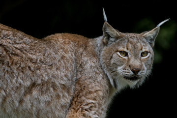 Lynx 