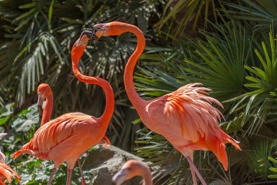 Fototapeta Flamant de Cuba