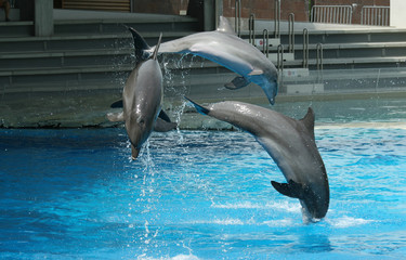 dolphins show at the riccione aquarium in italy