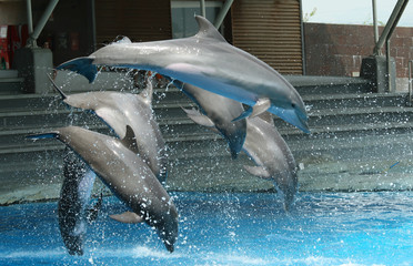 dolphins show at the riccione aquarium in italy