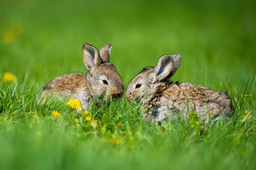 Cute two little hare sitting in the grass. Picturesque habitat, life in the meadow.