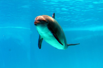 dolphins show at the riccione aquarium in italy