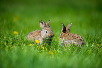 Cute two little hare sitting in the grass. Picturesque habitat, life in the meadow.