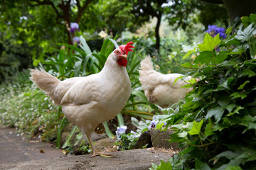 Hen