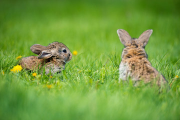Cute two little hare sitting in the grass. Picturesque habitat, life in the meadow.