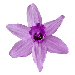Flower  amethyst  narcissus  isolated on white background. Flower bud close up.  Element of design.