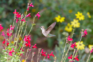Anna's Hummingbird hovering mid flight, feeding on bright red flowers, in Arizona's Sonoran desert.  © dhayes
