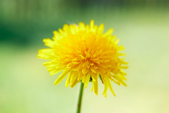 Yellow dandelion close-up, flowers close-up, yellow color,