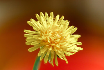 Yellow dandelion close-up, flowers close-up, yellow color,