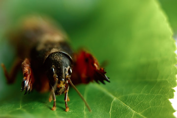 insect pest on a green leaf close-up, an insect bear, a threat to the garden.