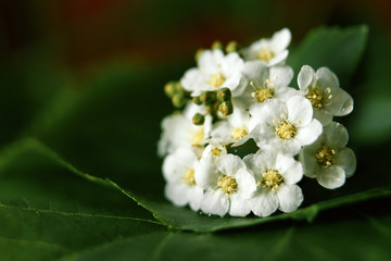 white small flowers close-up, green background, macro photo.