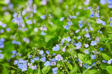 Little blue flowers on a background of green grass. Veronica chamaedrys flower (germander speedwell, cat's eyes)