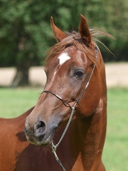Arab Horse Headshot
