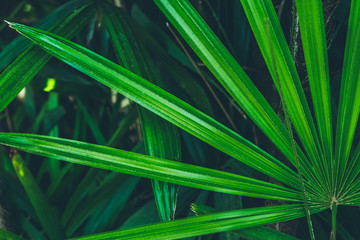 Fototapeta premium Green palm leaves texture