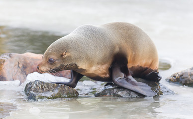 Sea lion eating on the ice