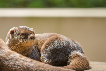 Loutre cendrée