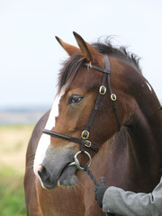 Obraz premium Horse Headshot in Bridle