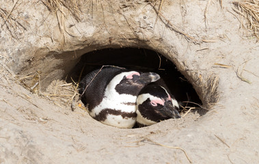 African Penguin in a nest