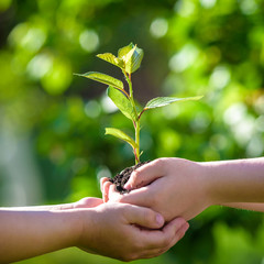 People holding young plant in hands against green spring background. Earth day ecology holiday...