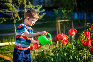 Little child walking near tulips on the flower bed in beautiful spring day. Kid boy outdoors in the garden with watering can