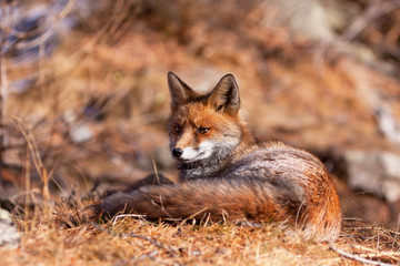 European red fox