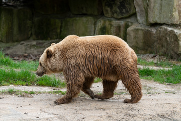 Obraz premium White Grizzly Bear