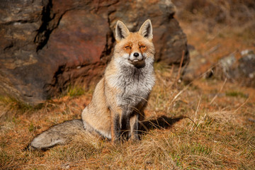 Naklejka na ściany i meble European red fox