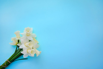 Bouquet of light yellow with white daffodils on blue background