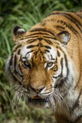 Tuinposter Tigre © SCHAWANN MICHAËL