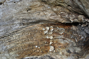 Old cracked tree trunk bark wavy texture, gray horizontal background, close up detail