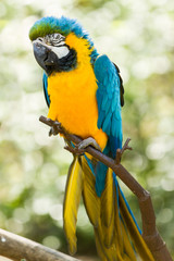 Ara bleu et jaune 
