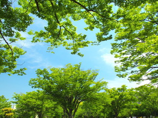 青空と新緑の欅