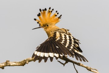 Hoopoe perching on branch against sky