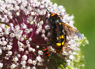Macro photograph of an insect on a plant
