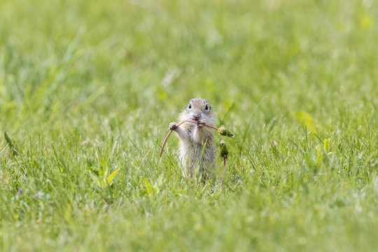 European ground squirrel (Spermophilus citellus) in a meadow with dandelion stalk in the paws, Bacs-Kiskun, Hungary, Europe