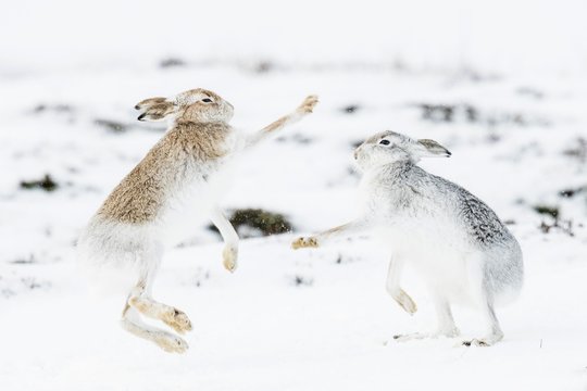 Mountain hares (Lepus timidus) boxing in the snow, behavior. hierarchy, winter coat, Cairngroms National Park, Highlands, Scotland, Great Britain