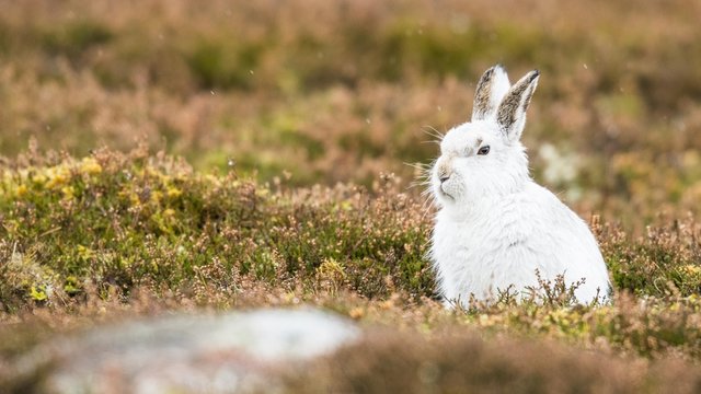 Mountain hare (Lepus timidus) sits in Meadow, winter coat, Cairngroms National Park, Highlands, Scotland, Great Britain