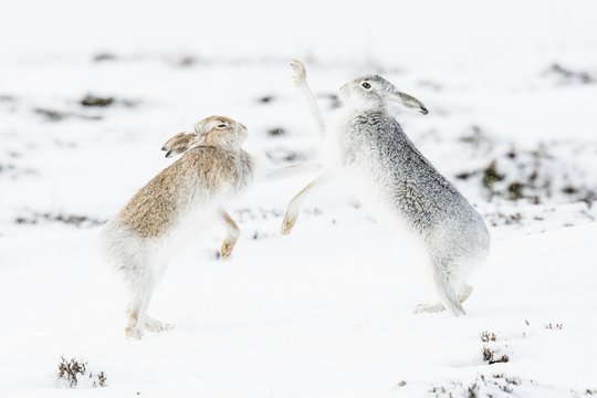 Mountain hares (Lepus timidus) boxing in the snow, behavior. hierarchy, winter coat, Cairngroms National Park, Highlands, Scotland, Great Britain